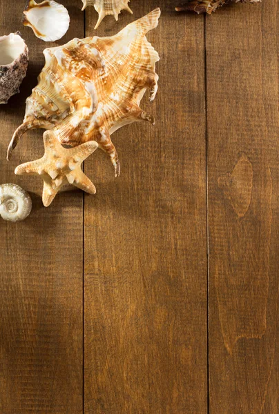 Seashell on wooden background — Stock Photo, Image