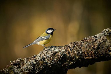 Great Tit, Parus major, black and yellow songbird sitting on the nice lichen tree branch, Czech. Bird in natur. Songbird in the nature habitat. Cute blue and yellow songbird in winter scene,                               
