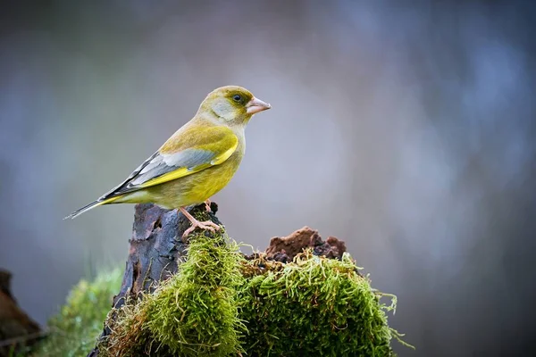 Певчая Птица Европейская Гринфинч Птица Естественной Среде Обитания Сцена Природы — стоковое фото