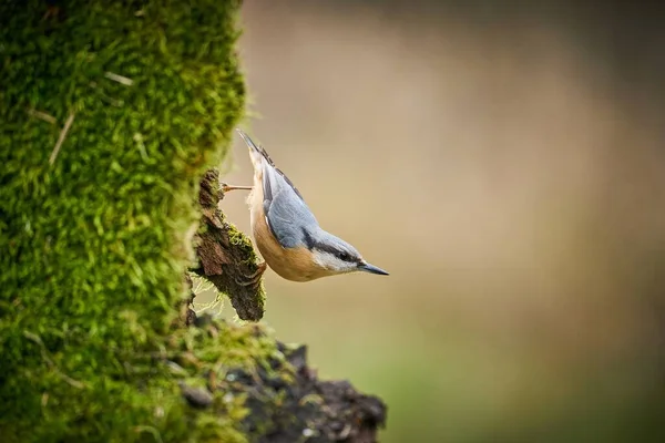 木の木の木の木 枝の鳥 小さな鳥 ヨーロッパ チェコ共和国 南モラビア 自然の生息地のソングバードを閉じます 冬のシーンでかわいい青と黄色の鳥 — ストック写真