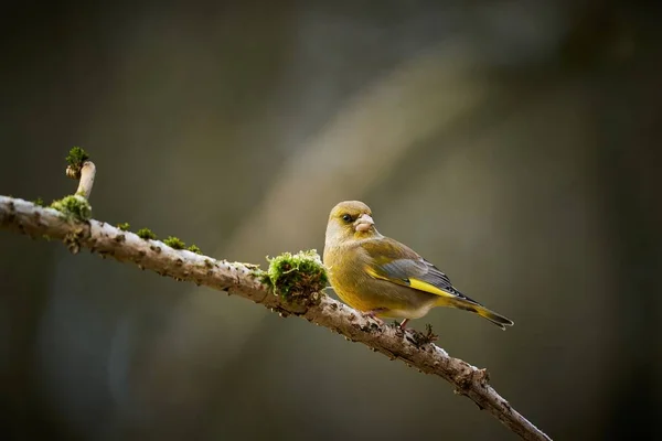 Певчая Птица Европейская Гринфинч Птица Естественной Среде Обитания Сцена Природы — стоковое фото