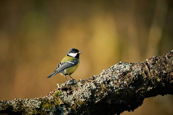 Great Tit Parus Major Black Yellow Songbird Sitting Nice Lichen — Stockfoto