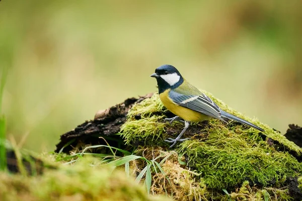 Great Tit Parus Major Black Yellow Songbird Sitting Nice Lichen — Stock Photo, Image