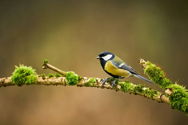 Great Tit Parus Major Black Yellow Songbird Sitting Nice Lichen — Stock Photo, Image