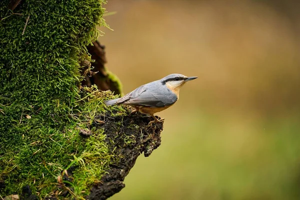 木の木の木の木 枝の鳥 小さな鳥 ヨーロッパ チェコ共和国 南モラビア 自然の生息地のソングバードを閉じます 冬のシーンでかわいい鳥 — ストック写真