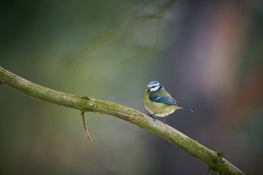 Mavi baştankara (Parus Caeruleus) sevimli mavi ve sarı songbird güzel liken dalı. Doğadan yaban hayatı sahne. Hayvan doğa ortamlarında. Europe.                               