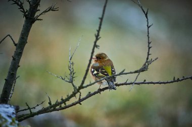 Common Chaffinch, Avrupa, Çech Cumhuriyeti, Güney Moravya, Doğadaki Songbird. Kış sahnesinde tatlı ötücü kuş,                               