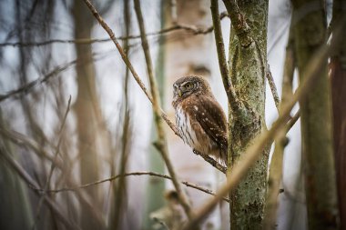 Cüce Baykuş, kış ormanı geçmişi olan bir ağaç dalında oturuyor. Akşam günbatımında güzel bir kuş. Vahşi doğadan vahşi yaşam sahnesi. Avrasya teneke kuşu yaşam alanında.                               