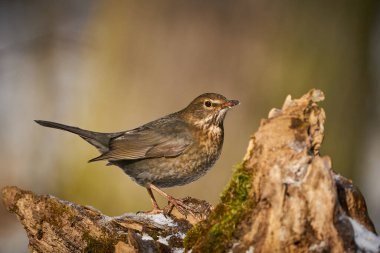 Karatavuk, Turdus Merula, portakal üzümlü. Avrasya Karatavuğu 'nu kapatın, oturan kuş, daldaki kuş, kara kuş, avrupa, Çek Cumhuriyeti.                               