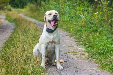 Genç bir Labrador köpeği orman yolunda oturur.