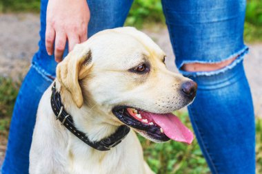 Metresinin ayaklarında yürürken bir labrador köpeğinin portresi