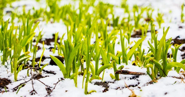 Primera Nieve Campo Entre Hierba Verde — Foto de Stock