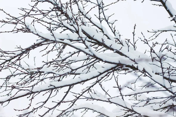 Ramos Árvore Abaixo Gorro Neve Árvore — Fotografia de Stock