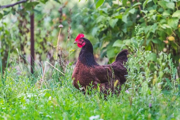Schwarze Und Braune Hühner Bauerngarten Sommer — Stockfoto