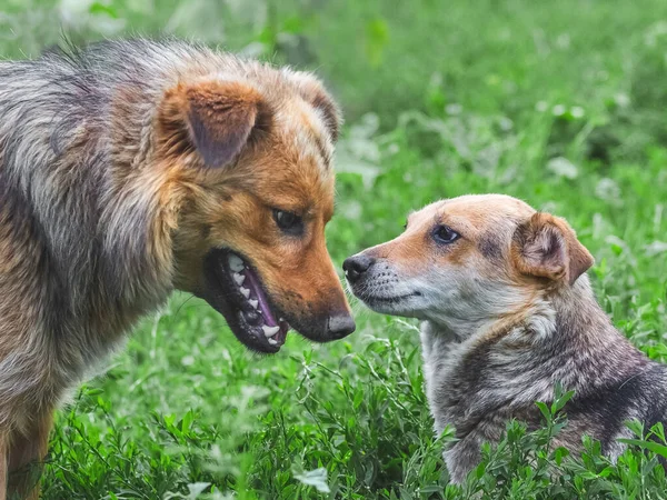 ２匹の犬が近づいている 犬同士の友好的な信頼関係 — ストック写真