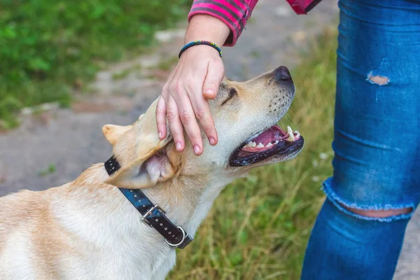 Mulher Acariciando Mão Labrador Raça Cão Relações Confiança Entre Humanos — Fotografia de Stock