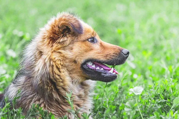 Retrato Perro Marrón Peludo Perfil Sobre Fondo Hierba Verde — Foto de Stock