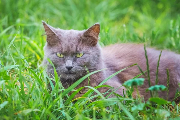 Gato Cinza Com Olhar Áspero Ameaçador Senta Grama — Fotografia de Stock