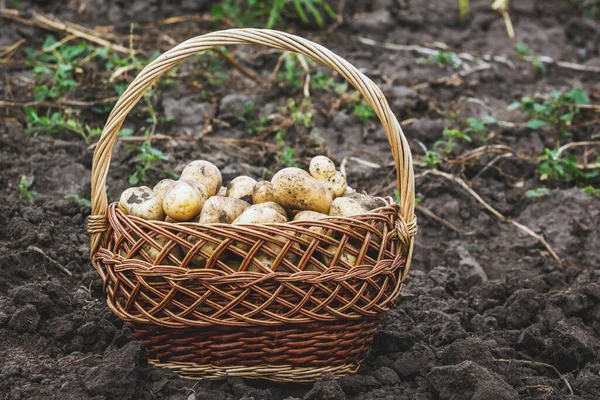 Wicker basket with potatoes in the garden. Harvesting potatoes