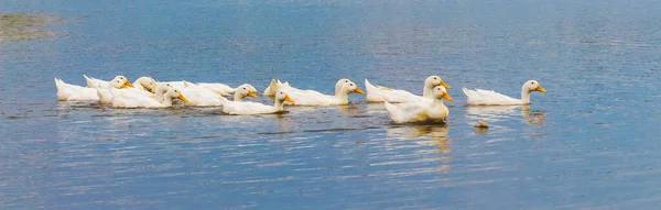 Weiße Enten Treiben Sommer Den Fluss Hinunter — Stockfoto