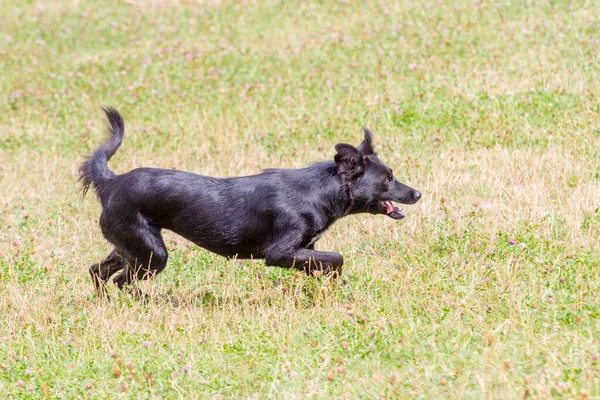 Siyah köpek hızla koşuyor.