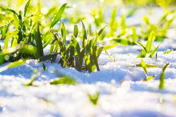 Grünes Gras Unter Dem Schnee Bei Sonnigem Wetter Schnee Frühling — Stockfoto