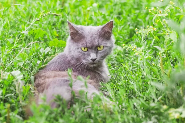 厳しい表情をした灰色の猫の肖像画 猫は草の中に座っている — ストック写真