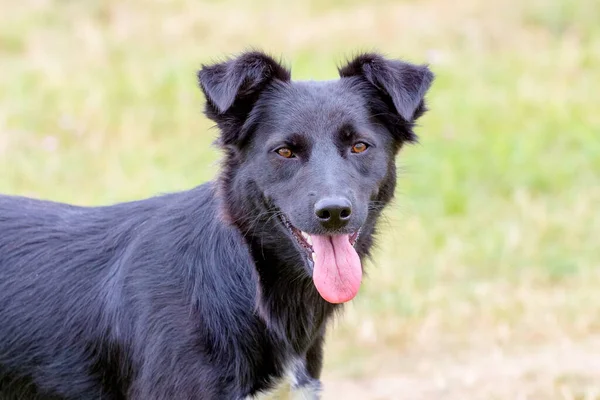 Perro Negro Con Mirada Enfocada Sobre Fondo Borroso — Foto de Stock