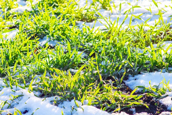 Brotes Trigo Verde Invierno Campo Bajo Cubierta Primera Nieve Tiempo — Foto de Stock