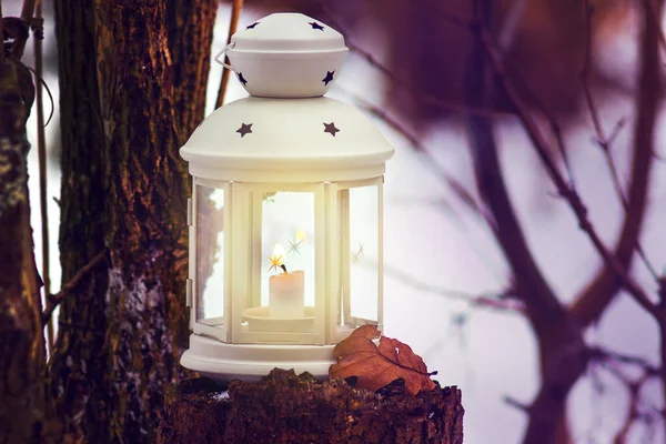 Lanterna Com Vela Floresta Perto Árvore Noite Noite Natal Floresta — Fotografia de Stock