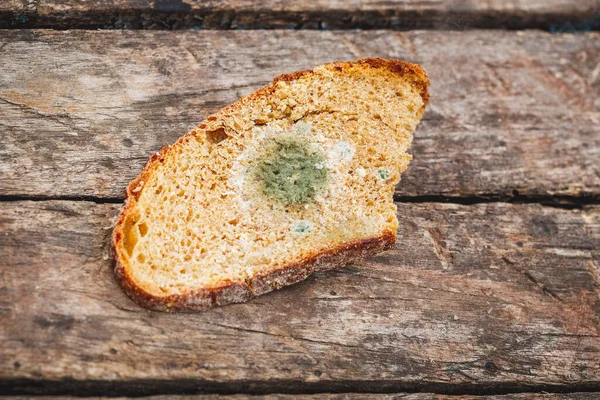 Mildew on a slice of bread, lying on a wooden surface. Stale bread, covered with mildew