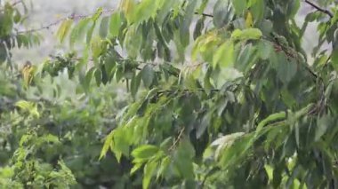 Ormanda yeşil yapraklar