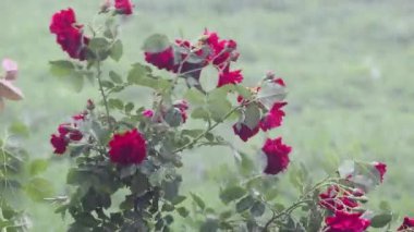 kırmızı gül bahçesinde.