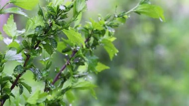 Güzel botanik fotoğrafı, doğal duvar kağıdı.