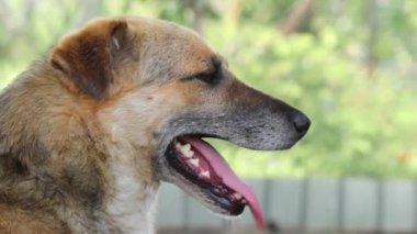 Şirin bir köpeğin portresi.