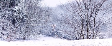 Kasvetli kış ormanı: Derin kar örtüsü ve karlı bir kar yağışı sırasında kalın ve kozalaklı dalları olan ağaçlar, soğuk, dramatik ve sakin bir doğal manzara yaratır.