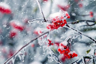 Şiddetli kar yağışının arka planında buz kristalleri ile kaplı kırmızı kızılcık kümeleri soğuk ve büyülü bir kış sahnesi oluşturur.