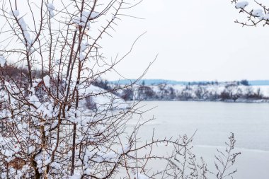 Karla kaplı dikenli dallar, kasvetli kış manzaralarına karşı donmuş nehir ya da göl ve bulanık kıyılarla kaplı.