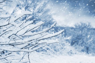 Dal kalın bir kar tabakasıyla kaplıydı. Arkaplanda bulanık bir kış manzarası vardı. Şiddetli kar yağışı soğuk ve sakin bir kış ortamı oluşturuyordu.