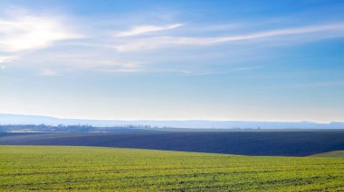 Güneşli bahar gününde mavi gökyüzünün altında sarı çiçekli yuvarlanan yeşil alanlar.