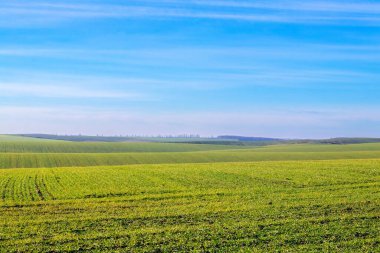 Mavi gökyüzünün altındaki sarı-yeşil tarım tarlaları, sıra sıra ekili ilkbahar kırsal arazisi