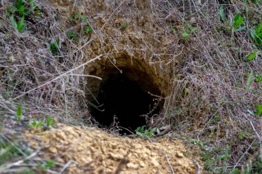 Toprak yamacında derin vahşi hayvan yuvaları. Çimenler ve topraklar doğal yaşam alanı olarak kullanılıyor.
