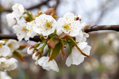 Bahar saflığının ve meyvelerin başlangıcı olarak beyaz çiçeklerle ve dalların üzerindeki taze yapraklarla tatlı kiraz çiçekleri.
