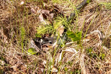 Kuru otların arasındaki çim yılanı ve doğal yaşam ortamında düşen yapraklar. Kamuflaj ve güneşli bir orman kenarında zehirli olmayan bir yılanın sakin davranışı.