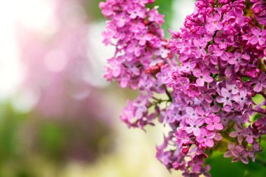 Bahar bahçesinde pembe leylak çiçekleri yumuşak bulanık arka plan ve doğal ışık