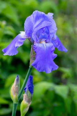 Mor süsen çiçekleri yeşil bir bahçede tomurcuklanmış çiçeklere, doğal güzelliklere ve bahar çiçeklerine yakın.