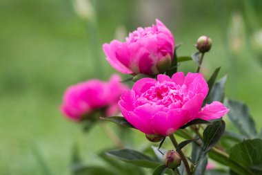 Bahçedeki parlak pembe şakayıklar çoklu çiçekleri kapatır ve tomurcuklanır hassas yapraklar bulanık yeşil arka plan doğal ışık