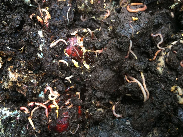 Würmer fressen Müll im Kompost — Stockfoto