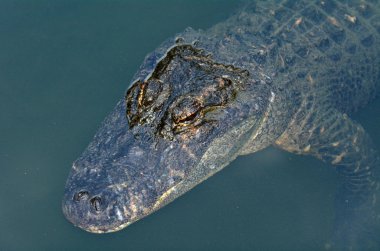 Yakın ve kişisel su Amerikan timsah