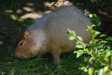 Capibara yemek çimen